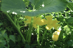 yellow squash blossoms and large green squash leaves