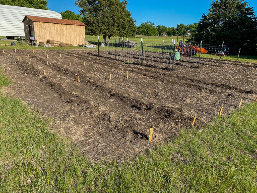 a new vegetable garden with rows marked with stakes and trellises made of posts and large wire mesh